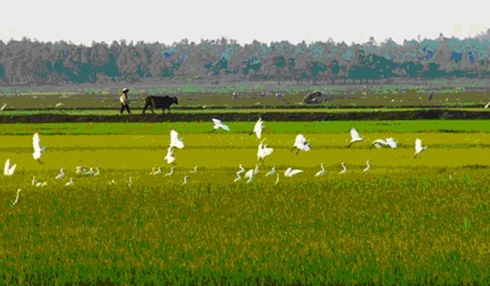 Hình ảnh đàn cò trắng bay lượn trên cánh đồng vô cùng thanh bình và yên ả 8