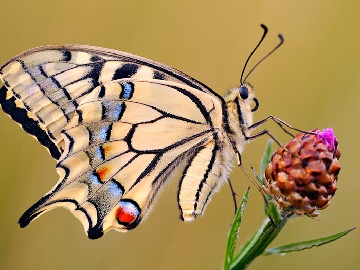 Ngất ngây với hình ảnh những con bướm xinh vô cùng rực rỡ 10