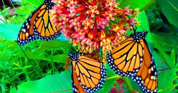 Ngất ngây với hình ảnh những con bướm xinh vô cùng rực rỡ 13
