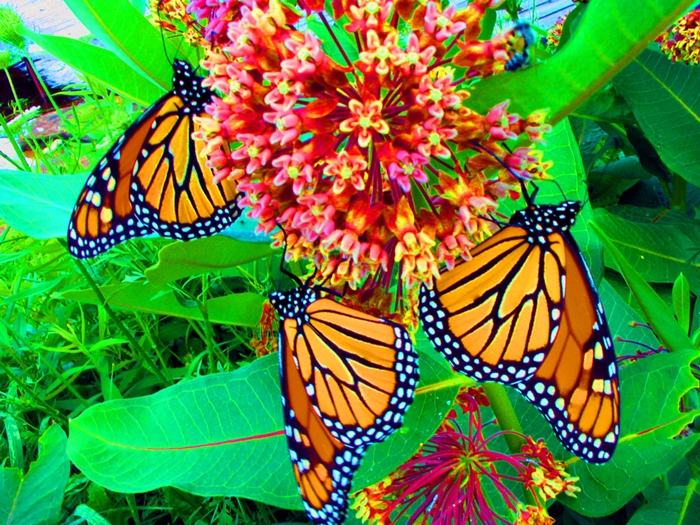 Ngất ngây với hình ảnh những con bướm xinh vô cùng rực rỡ 13