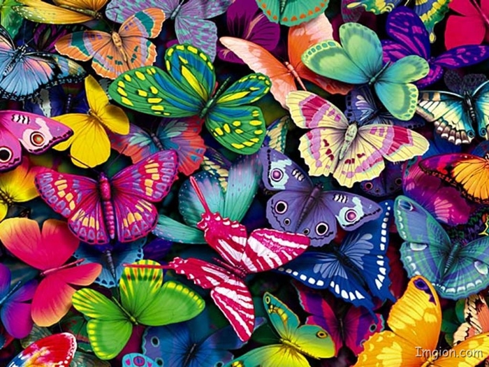 Ngất ngây với hình ảnh những con bướm xinh vô cùng rực rỡ 3