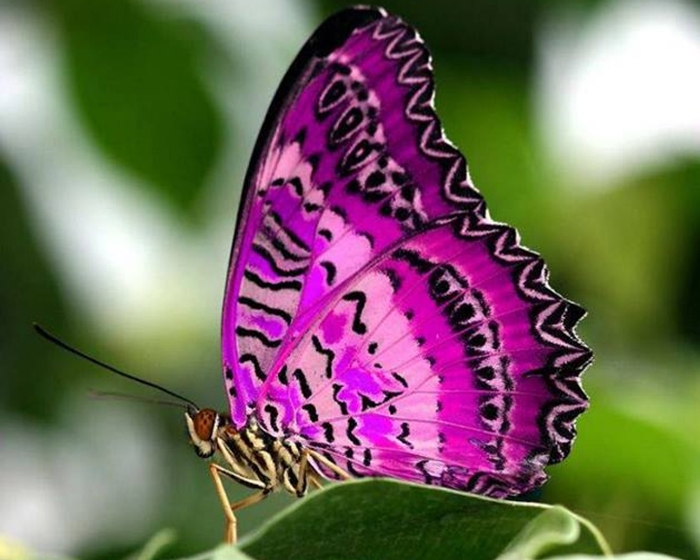 Ngất ngây với hình ảnh những con bướm xinh vô cùng rực rỡ 7