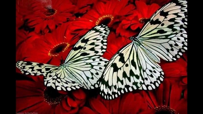 Ngất ngây với hình ảnh những con bướm xinh vô cùng rực rỡ 8