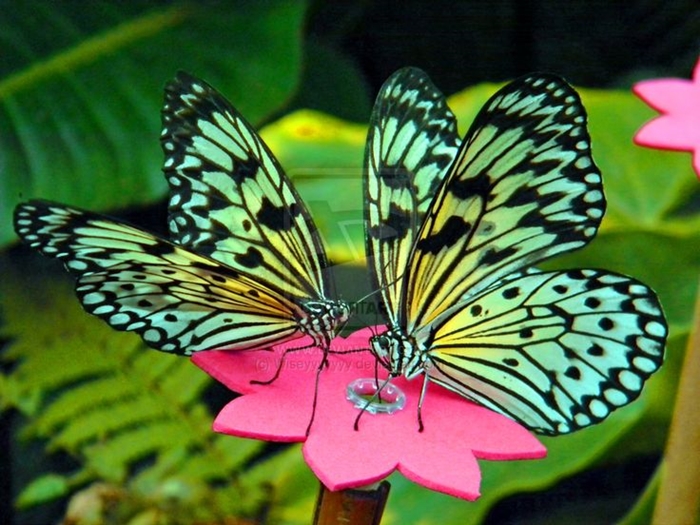 Ngất ngây với hình ảnh những con bướm xinh vô cùng rực rỡ 9