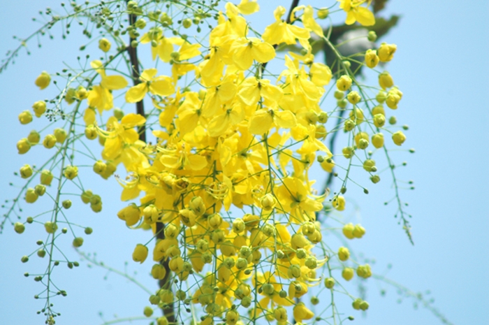 Tuyển tập hình ảnh hoa bò cạp vàng lung linh rực rỡ 1
