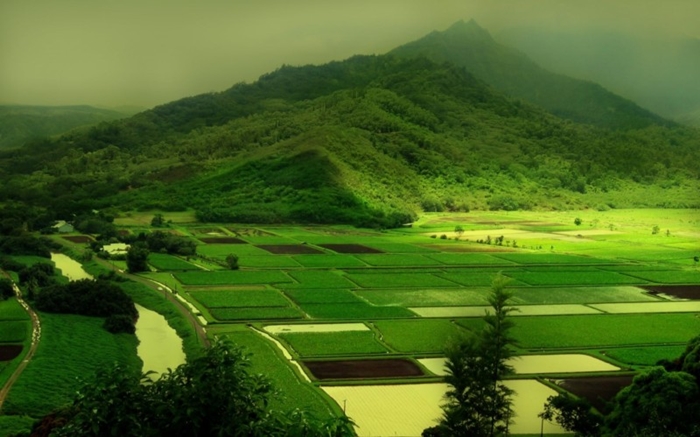Vẻ đẹp bình dị của những cánh đồng lúa nơi thôn quê Việt Nam-10