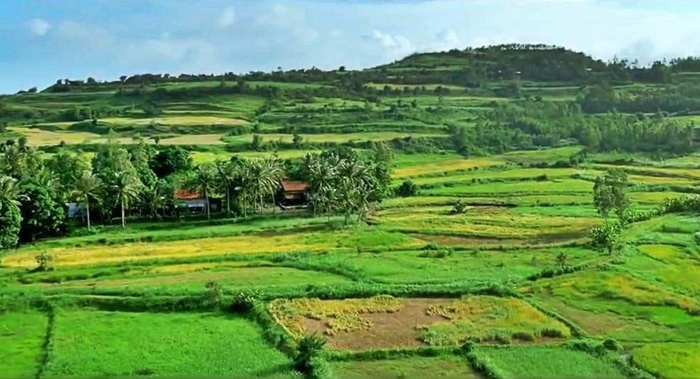 Vẻ đẹp bình dị của những cánh đồng lúa nơi thôn quê Việt Nam-12