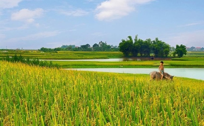 Vẻ đẹp bình dị của những cánh đồng lúa nơi thôn quê Việt Nam-2