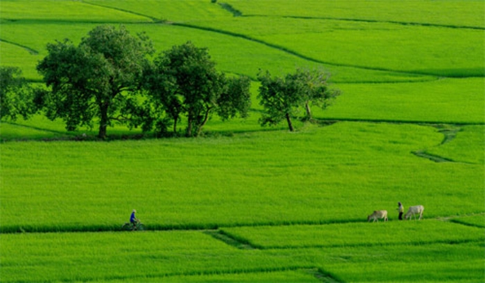 Vẻ đẹp bình dị của những cánh đồng lúa nơi thôn quê Việt Nam-4