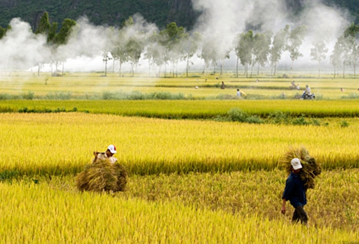 Vẻ đẹp bình dị của những cánh đồng lúa nơi thôn quê Việt Nam-5