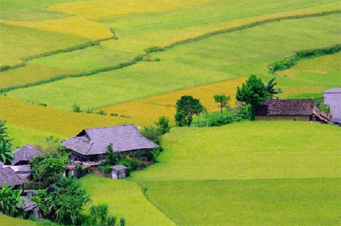 Vẻ đẹp bình dị của những cánh đồng lúa nơi thôn quê Việt Nam-6