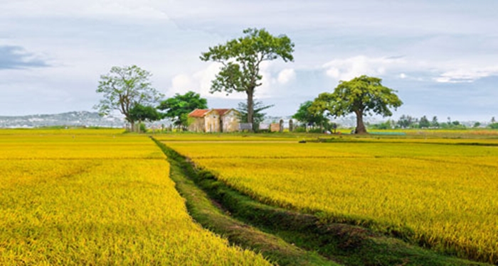 Vẻ đẹp bình dị của những cánh đồng lúa nơi thôn quê Việt Nam-7
