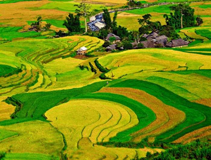 Vẻ đẹp bình dị của những cánh đồng lúa nơi thôn quê Việt Nam-9