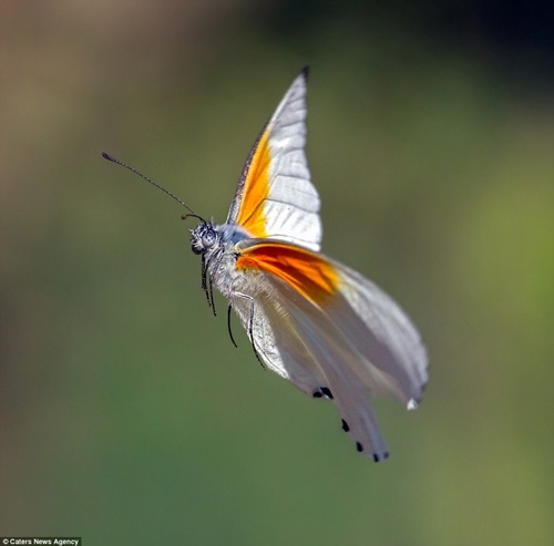 Hình ảnh con bướm xinh đang bay đẹp rực rỡ 11