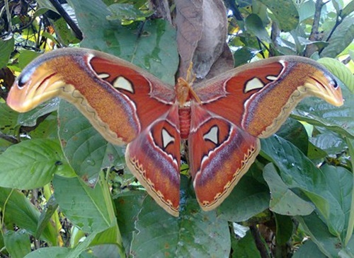 Hình ảnh con bướm xinh đang bay đẹp rực rỡ 16