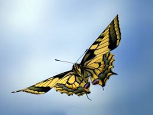 Hình ảnh con bướm xinh đang bay đẹp rực rỡ 17