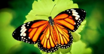 Hình ảnh con bướm xinh đang bay đẹp rực rỡ 2