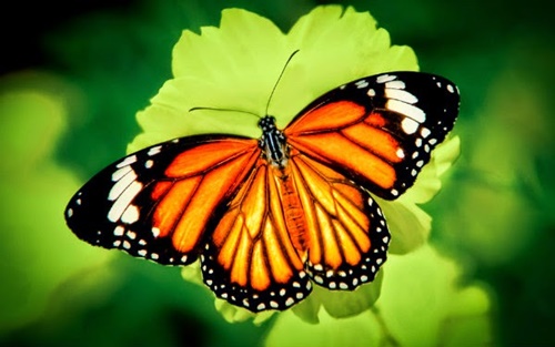 Hình ảnh con bướm xinh đang bay đẹp rực rỡ 2