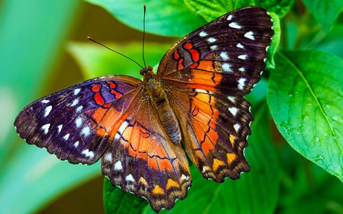 Hình ảnh con bướm xinh đang bay đẹp rực rỡ 3
