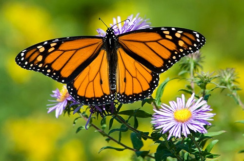 Hình ảnh con bướm xinh đang bay đẹp rực rỡ 4