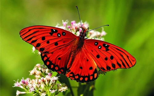 Hình ảnh con bướm xinh đang bay đẹp rực rỡ 6