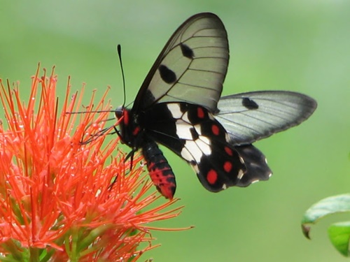 Hình ảnh con bướm xinh đang bay đẹp rực rỡ 7