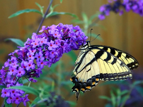 Hình ảnh con bướm xinh đang bay đẹp rực rỡ 8