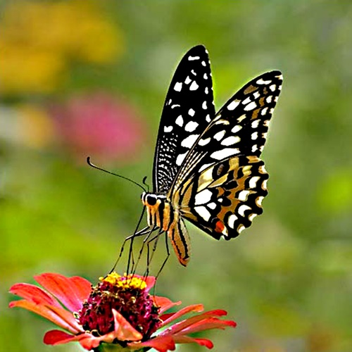 Hình ảnh con bướm xinh đang bay đẹp rực rỡ 9