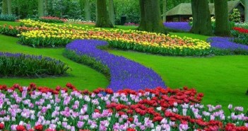 Hình ảnh những cánh đồng hoa Tulip đẹp lung linh sắc màu 1