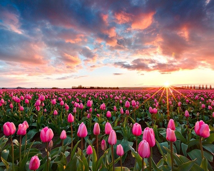 Hình ảnh những cánh đồng hoa Tulip đẹp lung linh sắc màu 2