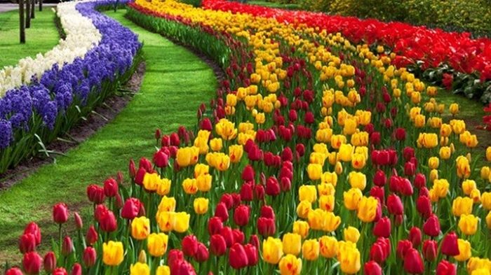 Hình ảnh những cánh đồng hoa Tulip đẹp lung linh sắc màu 3