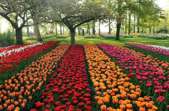 Hình ảnh những cánh đồng hoa Tulip đẹp lung linh sắc màu 4