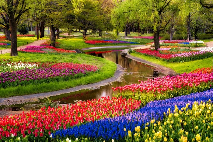 Hình ảnh những cánh đồng hoa Tulip đẹp lung linh sắc màu 5