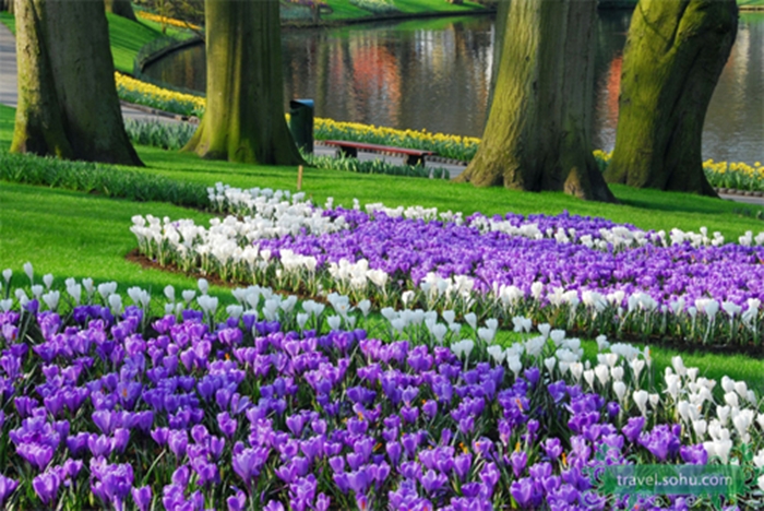 Hình ảnh những cánh đồng hoa Tulip đẹp lung linh sắc màu 8