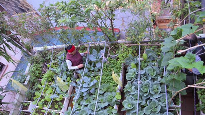 Hình ảnh những vườn rau mini niềm mơ ước của nhiều chị em sống ở thành thị 5