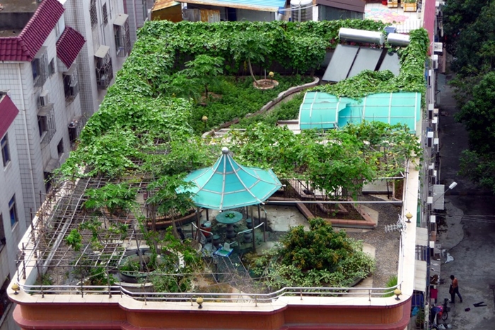Hình ảnh những vườn rau mini niềm mơ ước của nhiều chị em sống ở thành thị 8