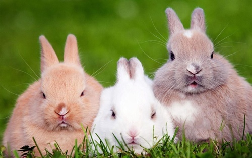 Hình ảnh con thỏ hoạt hình đẹp nhất dễ thương cho bé tô màu 2