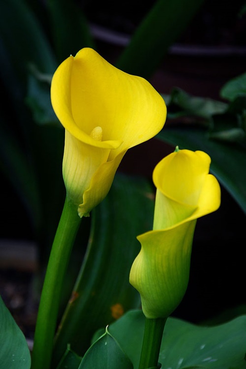 Hình ảnh hoa loa kèn trắng đỏ vàng đẹp trong tháng 4 19