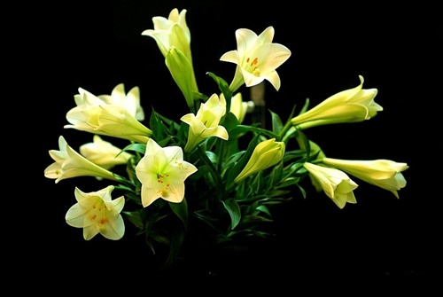 Hình ảnh hoa loa kèn trắng đỏ vàng đẹp trong tháng 4 21