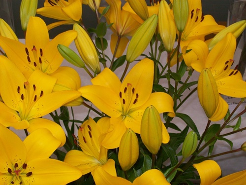 Hình ảnh hoa loa kèn trắng đỏ vàng đẹp trong tháng 4 23