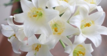 Hình ảnh hoa loa kèn trắng đỏ vàng đẹp trong tháng 4 3