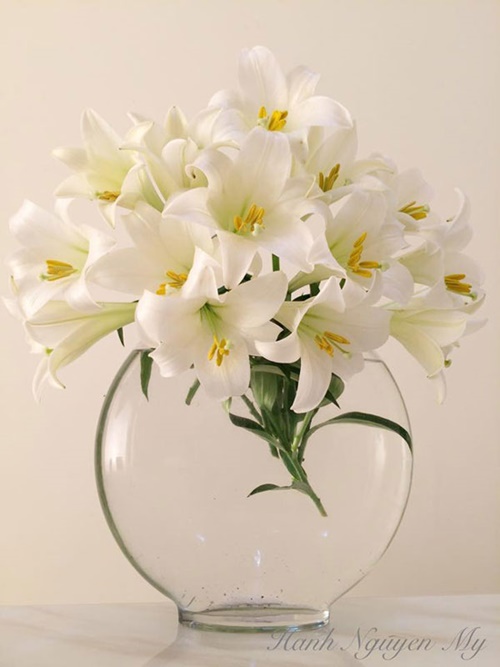 Hình ảnh hoa loa kèn trắng đỏ vàng đẹp trong tháng 4 4