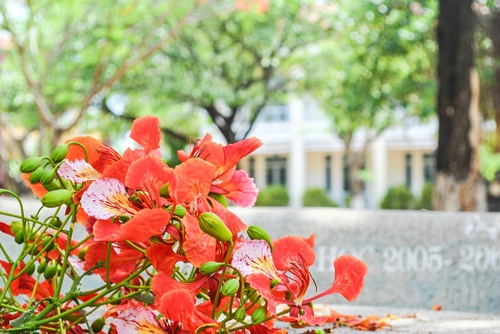 Hình ảnh hoa phượng đỏ rở rực sân trường mùa hè 1