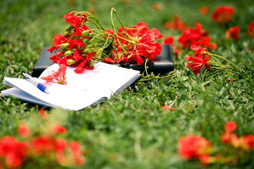 Hình ảnh hoa phượng đỏ rở rực sân trường mùa hè 9