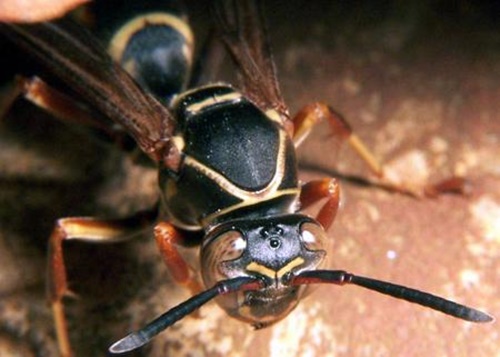 Ong vò vẽ đốt có độc không - Cách chữa ong đốt 2