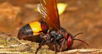 Ong vò vẽ đốt có độc không - Cách chữa ong đốt 3