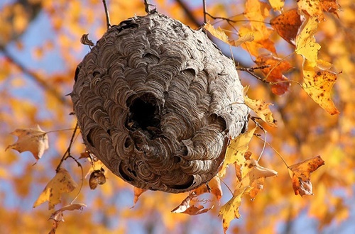 Ong vò vẽ đốt có độc không - Cách chữa ong đốt 6