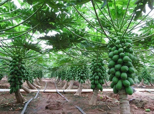 Hình ảnh trái cây nhập khẩu từ nông sản thái lan nhìn muốn hoa mắt vì đẹp 10