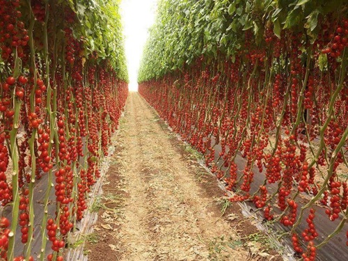 Hình ảnh trái cây nhập khẩu từ nông sản thái lan nhìn muốn hoa mắt vì đẹp 20