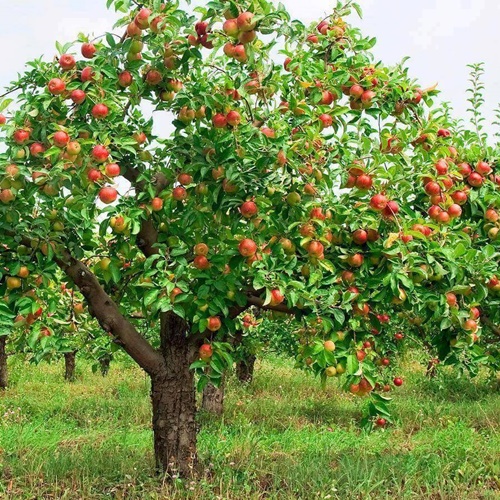 Hình ảnh trái cây nhập khẩu từ nông sản thái lan nhìn muốn hoa mắt vì đẹp 25